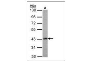 Sample (30 ug of whole cell lysate). (LHX8 antibody)