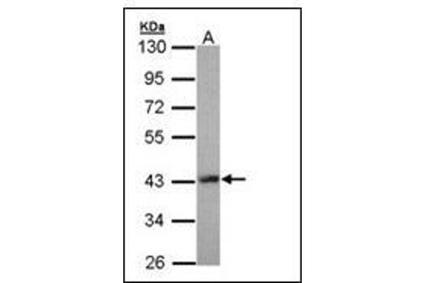 LHX8 antibody