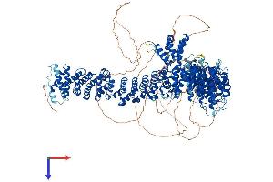 PDS5B Protein (AA 1-1446) (His tag)