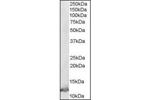 Image no. 1 for anti-Macrophage Migration Inhibitory Factor (Glycosylation-Inhibiting Factor) (MIF) (C-Term) antibody (ABIN372861) (MIF antibody  (C-Term))
