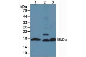 Western blot analysis of (1) Mouse Pancreas Tissue, (2) Mouse Testis Tissue and (3) Mouse Liver Tissue. (Insulin antibody  (AA 25-54, AA 90-110))