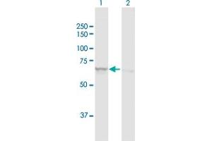 Western Blot analysis of ATAD3A expression in transfected 293T cell line by ATAD3A MaxPab polyclonal antibody. (ATAD3A antibody  (AA 1-586))