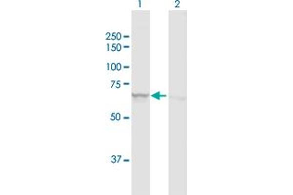 ATAD3A antibody  (AA 1-586)