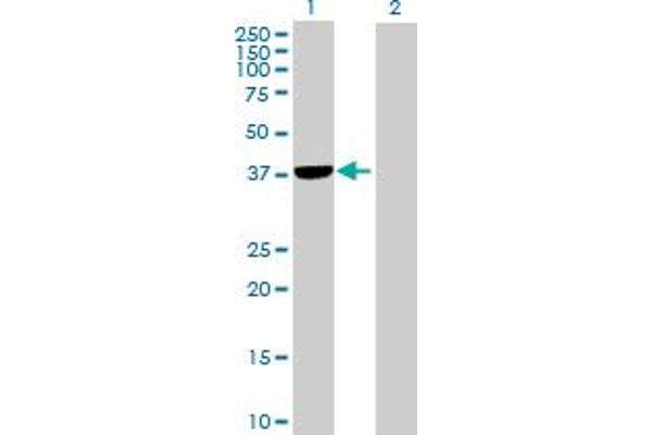 PLCXD1 antibody  (AA 1-323)