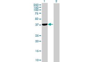 Western Blot analysis of PLCXD1 expression in transfected 293T cell line by PLCXD1 MaxPab polyclonal antibody. (PLCXD1 antibody  (AA 1-323))