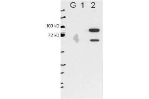 Anti-ESRP2 by western blot shows detection of ESRP2 in transfected 293T cell extracts (lane 2). (ESRP2 antibody)