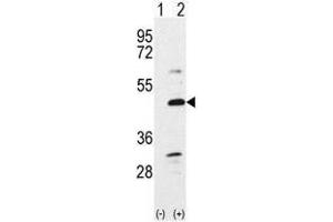 Image no. 1 for anti-Bone Morphogenetic Protein 7 (BMP7) (N-Term) antibody (ABIN357185) (BMP7 antibody  (N-Term))
