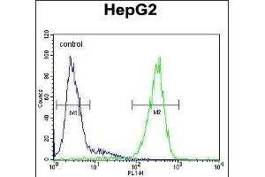 FUCA1 Antibody (Center) (ABIN390762 and ABIN2841020) flow cytometric analysis of HepG2 cells (right histogram) compared to a negative control cell (left histogram). (FUCA1 antibody  (AA 265-294))