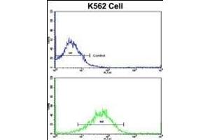 Flow cytometric analysis of K562 cells using SFRP5 Antibody (Center)(bottom histogram) compared to a negative control cell (top histogram).