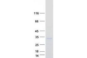 Validation with Western Blot (PDCD10 Protein (Transcript Variant 1) (Myc-DYKDDDDK Tag))