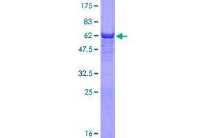 Glycogenin 1 Protein (GYG1) (AA 1-333) (GST tag)