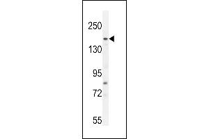 FGD6 Antibody (C-term) (ABIN655060 and ABIN2844689) western blot analysis in A549 cell line lysates (35 μg/lane). (FGD6 antibody  (C-Term))