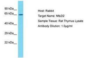 Image no. 1 for anti-Nuclear Factor (erythroid-Derived 2)-Like 2 (NFE2L2) (N-Term) antibody (ABIN6750262) (NRF2 antibody  (N-Term))