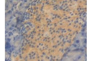 Detection of CNTF in Mouse Pancreas Tissue using Polyclonal Antibody to Ciliary Neurotrophic Factor (CNTF) (CNTF antibody  (AA 2-198))