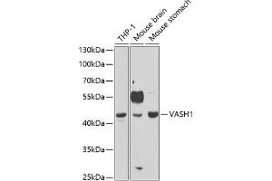 Western blot analysis of extracts of various cell lines, using V antibody (ABIN6128153, ABIN6150061, ABIN6150063 and ABIN6221754) at 1:1000 dilution. (VASH1 antibody  (AA 1-365))