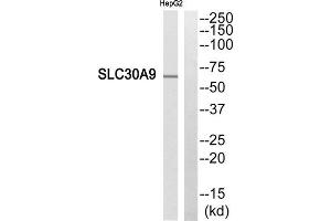 Western blot analysis of extracts from HepG2 cells, using SLC30A9 antibody. (SLC30A9 antibody  (Internal Region))