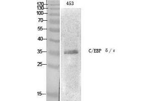 Western Blot (WB) analysis of specific cells using C/EBP epsilon Polyclonal Antibody. (CEBPE antibody  (Ser2448))