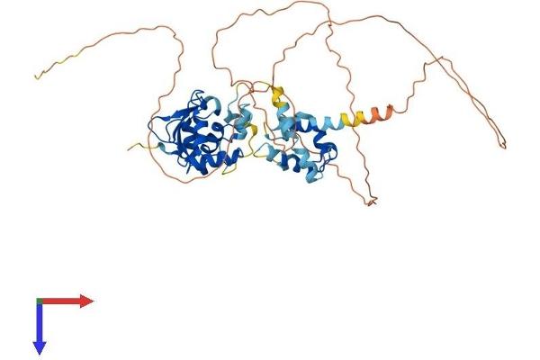 ETS2 Protein (AA 1-468) (His tag)