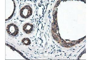 Immunohistochemical staining of paraffin-embedded Human breast tissue using anti-RGS16 mouse monoclonal antibody. (RGS16 antibody)