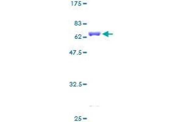 DCPS Protein (AA 1-337) (GST tag)