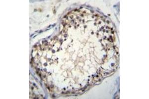 Immunohistochemistry analysis in formalin fixed and paraffin embedded human testis tissue reacted with OVOS Antibody (N-term) Cat. (OVOS1 (AA 57-87), (N-Term) antibody)