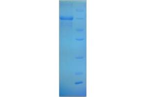 SDS-PAGE (SDS) image for Paraneoplastic Ma Antigen Family Member 5 (PNMA5) (AA 4-442), (partial) protein (His-SUMO Tag) (ABIN5711694) (PNMA5 Protein (AA 4-442, partial) (His-SUMO Tag))