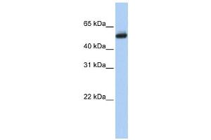 Western Blotting (WB) image for anti-Cytochrome P450, Family 4, Subfamily B, Polypeptide 1 (CYP4B1) antibody (ABIN2458610) (CYP4B1 antibody)