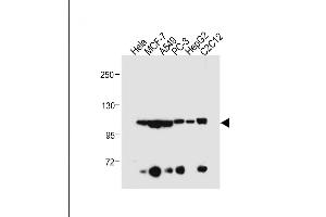 All lanes : Anti-AHR Antibody (Center) at 1:500 dilution Lane 1: Hela whole cell lysate Lane 2: MCF-7 whole cell lysate Lane 3: A549 whole cell lysate Lane 4: PC-3 whole cell lysate Lane 5: HepG2 whole cell lysate Lane 6: C2C12 whole cell lysate Lysates/proteins at 20 μg per lane.