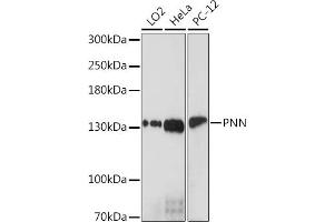 Western blot analysis of extracts of various cell lines, using PNN Rabbit pAb (ABIN7269378) at 1:1000 dilution. (PNN antibody  (AA 1-100))