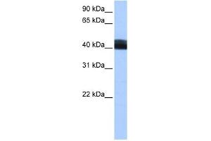 LRRC17 antibody used at 0. (LRRC17 antibody  (Middle Region))