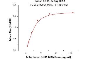 Immobilized Human / Cynomolgus / Rhesus macaque ROR1, Fc Tag (ABIN2181700,ABIN2181699) at 2 μg/mL (100 μL/well) can bind A ROR1 MAb with a linear range of 1-16 ng/mL (QC tested). (ROR1 Protein (AA 30-403) (Fc Tag))