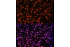 Immunofluorescence (IF) image for anti-FOS-Like Antigen 1 (FOSL1) (AA 1-100) antibody (ABIN6140738)