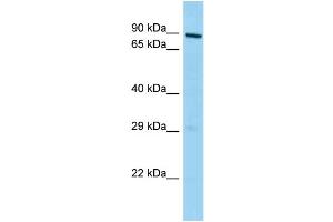 WB Suggested Anti-Mphosph10 Antibody Titration: 1.