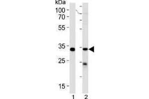 STUB1 antibody western blot analysis in 293 cell line and human placenta lysate (STUB1 antibody  (AA 203-231))