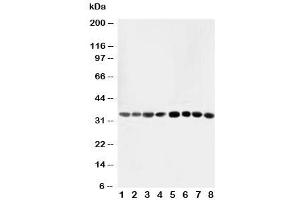 Western blot testing of AIMP2 antibody and Lane 1:  rat liver (AIMP2 antibody  (AA 298-320))