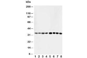 Western blot testing of AIMP2 antibody and Lane 1:  rat liver