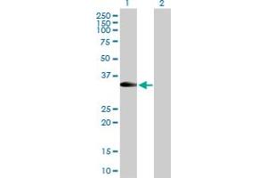 Western Blot analysis of RFC2 expression in transfected 293T cell line by RFC2 MaxPab polyclonal antibody. (RFC2 antibody  (AA 1-320))
