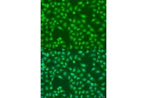 Immunofluorescence analysis of U2OS cells using COPS7A antibody. (COPS7A antibody  (AA 1-275))