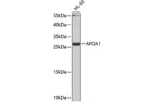 Western blot analysis of extracts of HL-60 cells using APOA1 Polyclonal Antibody at dilution of 1:1000. (APOA1 antibody)