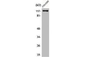 Western Blot analysis of COLO205 cells using C/EBP ζ Polyclonal Antibody (CEBPZ antibody  (N-Term))