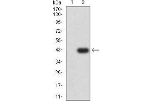 Western blot analysis using ELANE mAb against HEK293 (1) and ELANE (AA: 140-267)-hIgGFc transfected HEK293 (2) cell lysate.