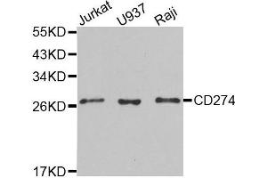 Western blot analysis of extracts of various cell lines, using CD274 antibody. (PD-L1 antibody  (AA 19-238))