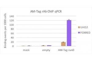 AM-Tag antibody (rAb) tested by ChIP. (Recombinant H2AFV antibody)