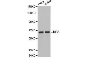 Western Blotting (WB) image for anti-Nuclear Factor I/A (NFIA) antibody (ABIN1873894) (NFIA antibody)