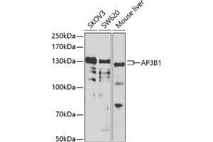 AP3B1 antibody  (AA 895-1094)