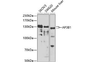 Western blot analysis of extracts of various cell lines, using B1 antibody (ABIN6129916, ABIN6136962, ABIN6136963 and ABIN6222795) at 1:1000 dilution. (AP3B1 antibody  (AA 895-1094))