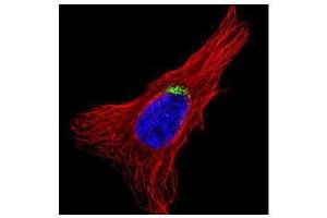 ICC/IF Image Confocal immunofluorescence analysis (Olympus FV10i) of methanol-fixed HeLa, using GOLGA5, antibody (Green) at 1:500 dilution. (GOLGA5 antibody)