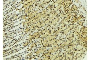 ABIN6277222 at 1/100 staining Human gastric tissue by IHC-P. (SIAH1 antibody  (N-Term))