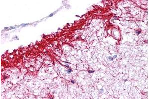 NLRP14 antibody  (N-Term)