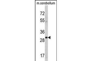 Western blot analysis of YWHAG Antibody (Center) (ABIN389486 and ABIN2839545) in mouse cerebellum tissue lysates (35 μg/lane). (14-3-3 gamma antibody  (AA 136-164))